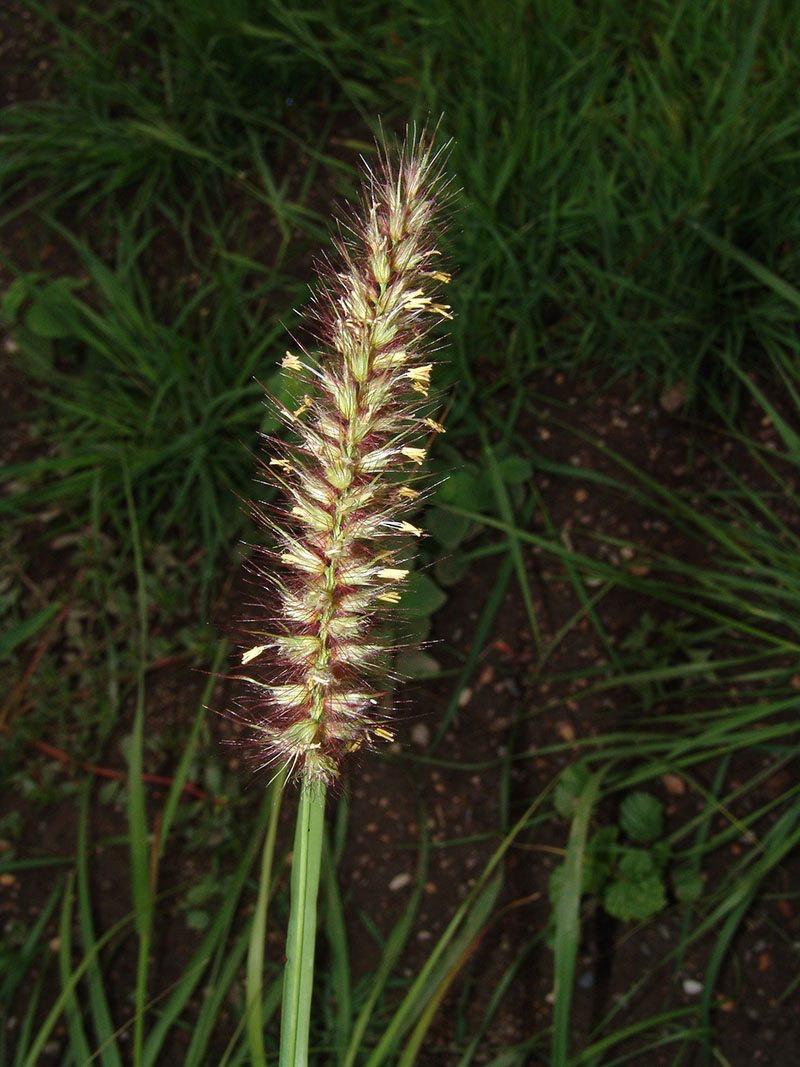 Hyparrhenia rufa – Flora de Santa Catarina