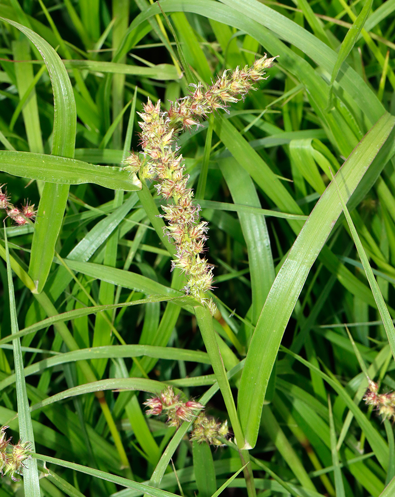 Hyparrhenia rufa – Flora de Santa Catarina