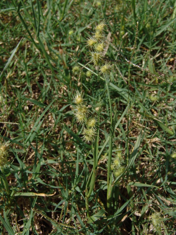Hyparrhenia rufa – Flora de Santa Catarina
