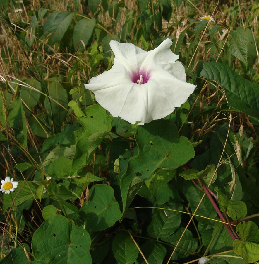 Image of Stictocardia trilobata wild morning glory