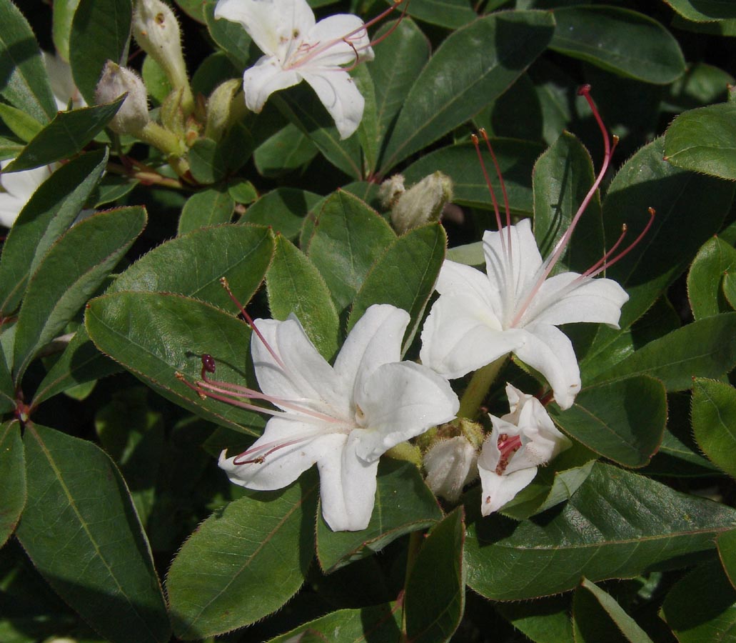 Rhododendron widjajae Argent & Mambrasar, spec.nov. A. Branch showing