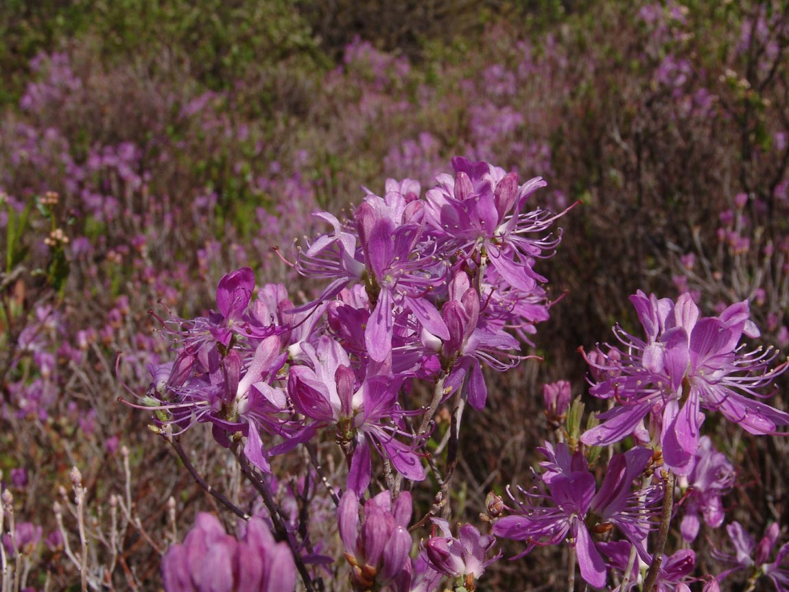 Rhododendron widjajae Argent & Mambrasar, spec.nov. A. Branch showing