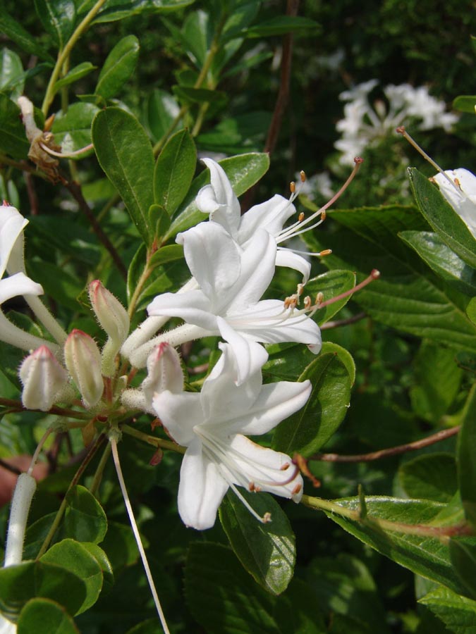 Rhododendron widjajae Argent & Mambrasar, spec.nov. A. Branch showing