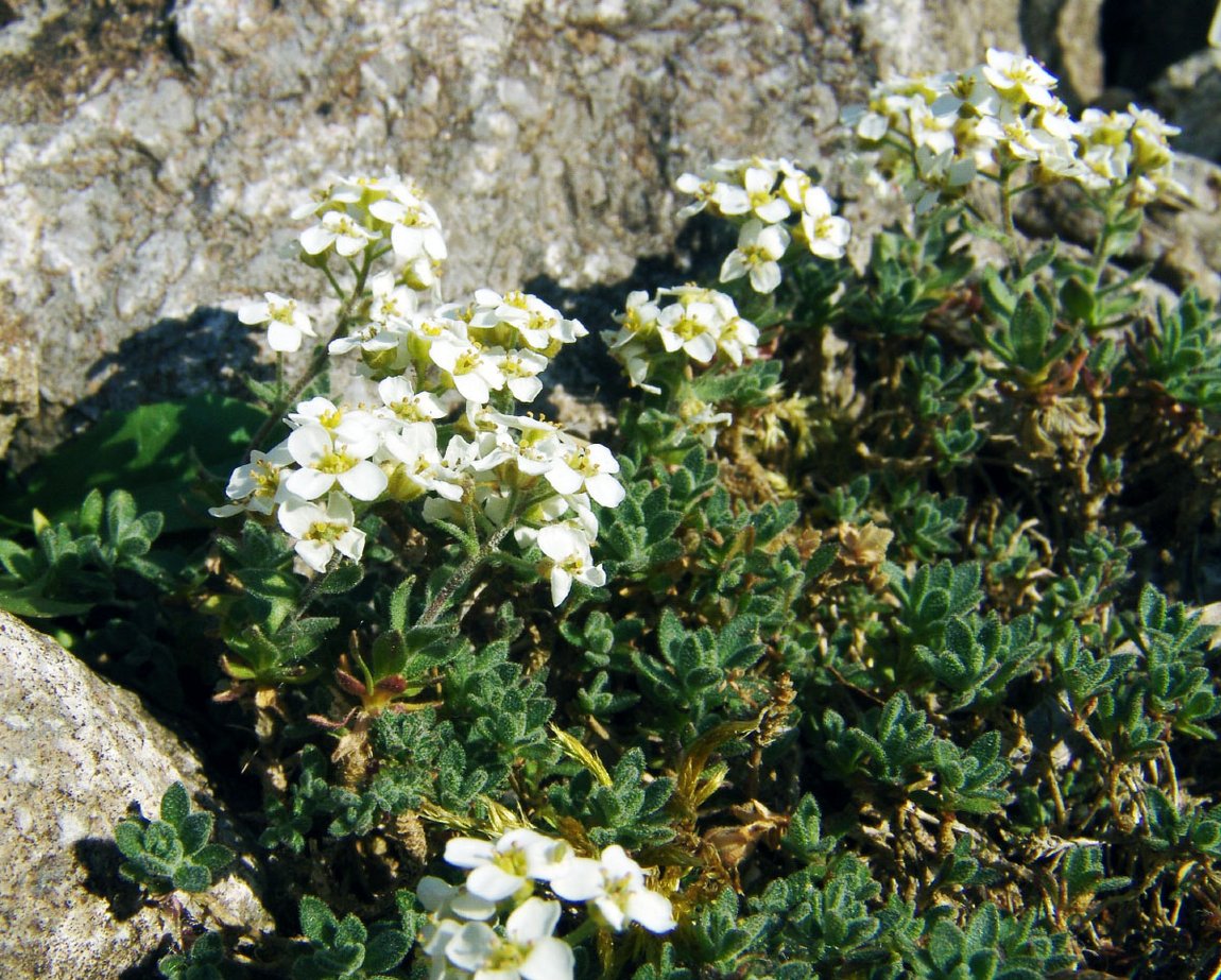 World Plants: Plant List