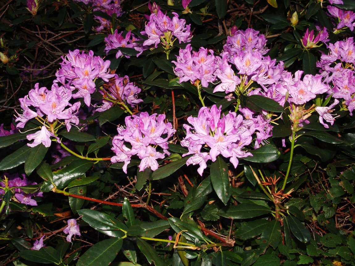 Rhododendron widjajae Argent & Mambrasar, spec.nov. A. Branch showing